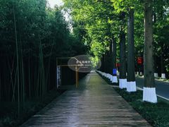 -黄海国家森林公园