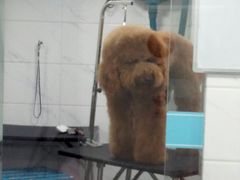 -萌兽医馆·宠物医院·猫骨科(创景店)