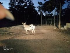 -清迈夜间动物园