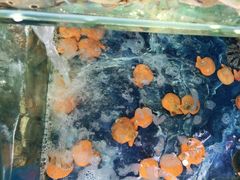 -三亚相缘海鲜·烧烤·糟粕醋(三亚湾店)