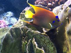 -暹罗海洋世界