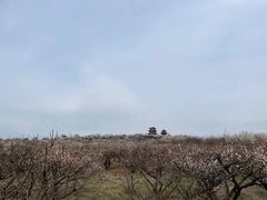 -南京市溧水区傅家边梅花山弄山庄