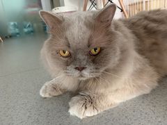-我爱猫咪·猫咖·狗咖·安哥拉兔·羊驼咖(小寨华旗店)