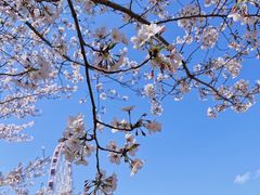 -顾村公园