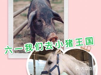 六一准备去打卡超有趣的小香猪王国