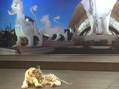 -清迈夜间动物园