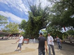 -大槐树寻根祭祖园