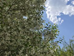 -长白岛森林公园