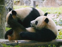 -都江堰中华大熊猫苑