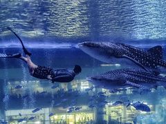 -成都浩海立方海洋公园