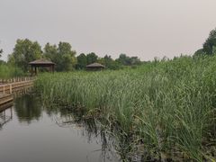 -同里国家湿地公园