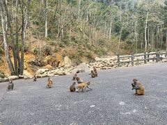 -姑婆山旅游区