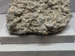 -烟台自然博物馆