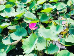 -天津东丽湖风景区