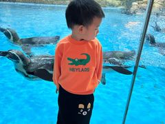 -帝企鹅自助餐厅•儿童岛•真企鹅(长隆企鹅酒店)