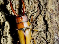 -北京西山国家森林公园