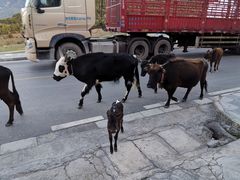 门外的应景小牦牛犊子-生态牦牛王