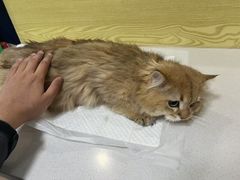 -中农大我爱我爱动物医院·核磁CT·猫病·24小时夜诊中心(石佛营店)