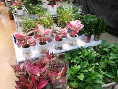 -双季花艺园艺市场(浦东店)
