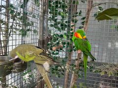 -南宫五洲植物乐园