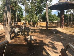 -清迈夜间动物园