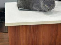 -瑞派动物医院·绝育·犬猫全科·预防医学(光景江南中店)