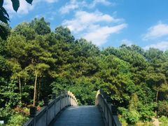 -铁山坪森林公园