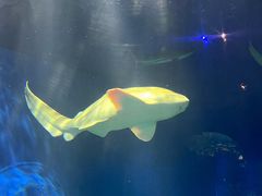 -瑞普利水族馆