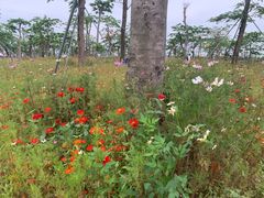 -芒洲湿地公园