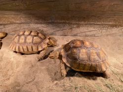 -Zoolung Zoolung动物主题公园(海信广场店)