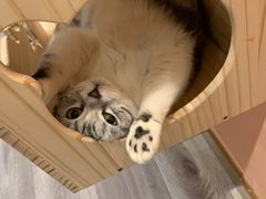 -BABIT巴比特宠物(MOMOPARK店)