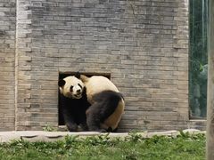 -都江堰中华大熊猫苑
