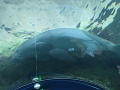 -悉尼海洋生物水族馆