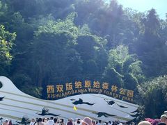 -西双版纳原始森林公园