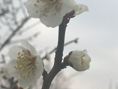-香雪海