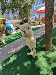 -萌宠亲子动物乐园(槐房万达店)