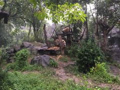 景点-成都大熊猫繁育研究基地