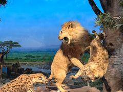 -国家自然博物馆