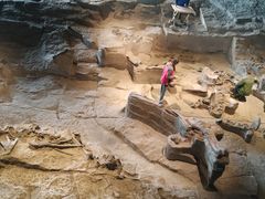 -自贡恐龙博物馆