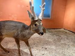 -Zoolung Zoolung动物主题公园(海信广场店)