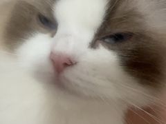 -成都绿洲大酒店(春熙路太古里店)