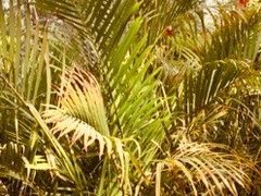 -呀路古热带植物园