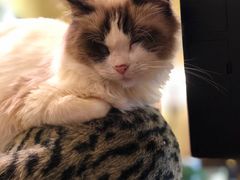 -猫色咖啡·猫咖