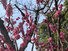 -无锡梅园公园
