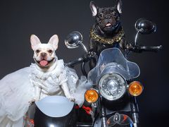 -超宠爱宠物摄影-Super pet