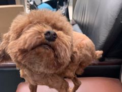 -翊宠yipet猫狗购宠庄园犬舍•猫舍