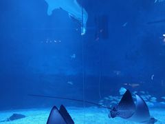 -烟台海昌鲸鲨海洋公园