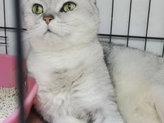 -瑞鹏宠物医院·骨科·猫科·内科(第一中心)