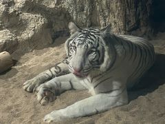 -清迈夜间动物园