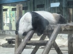 -栾川竹海野生动物园